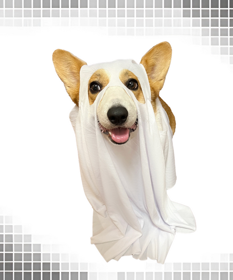 Halloween ghost dog cape hood